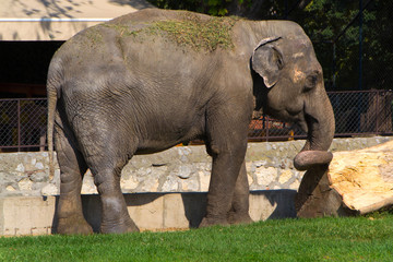 Fototapeta premium An elephant. The Asian elephant
