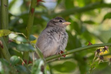 Baby Sparrow perched in Cornish hedge