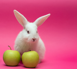 rabbit with the apple