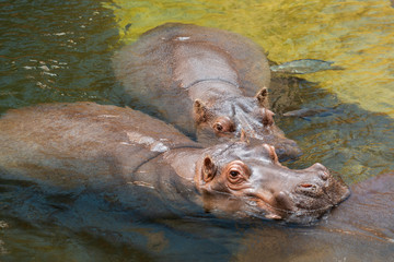 Hippo in water. Common hippopotamus (Hippopotamus amphibius)