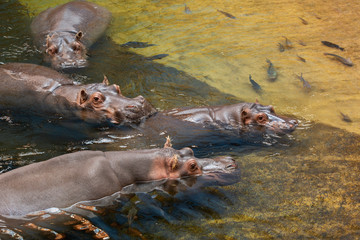 Hippo in water. Common hippopotamus (Hippopotamus amphibius)