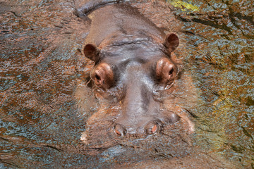 Hippo in water. Common hippopotamus (Hippopotamus amphibius)