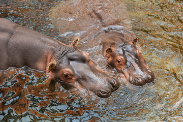 Hippo in water. Common hippopotamus (Hippopotamus amphibius)