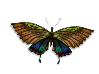 butterfly isolated on white background