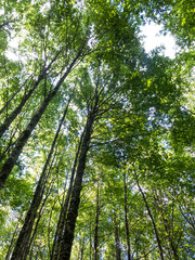 Nature walk in the Huilo Huilo Biological Reserve. It is a temperate humid forest. Panguipulli, Rios Region, southern Chile