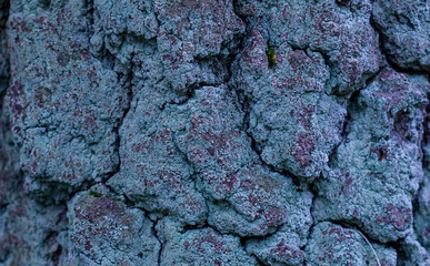 The bark of an old, large pine covered with gray moss.