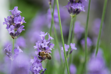 Bee fouraging on a lavender bush.