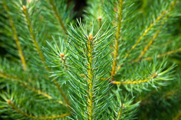 Green pine needles for Christmas decoration. Young fresh pine branch close-up on the background of blurred other branches of the tree.