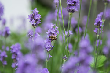 Bee fouraging on a lavender bush.