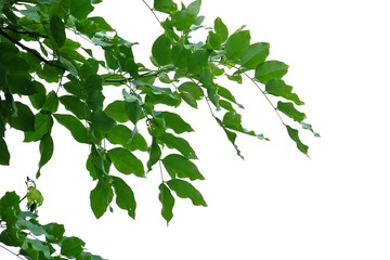 Fototapeta na wymiar Tree leaves with branches on white isolated background for green foliage backdrop 