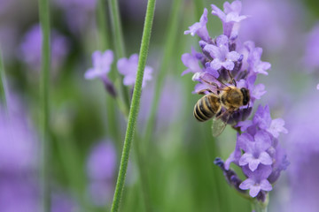 Bee fouraging on a lavender bush.