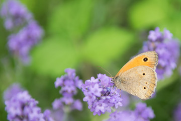 Meadow Brown fouraging on a lavender bush