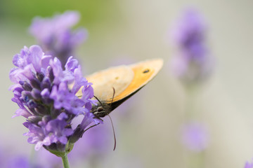Meadow Brown fouraging on a lavender bush