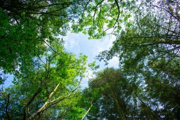 Look through the trees for the sky.