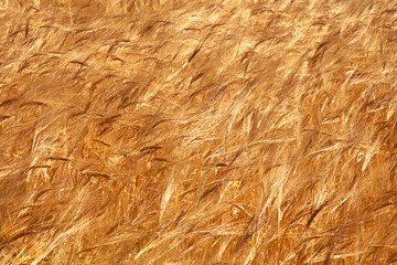 Spikes of wheat in sun rays background