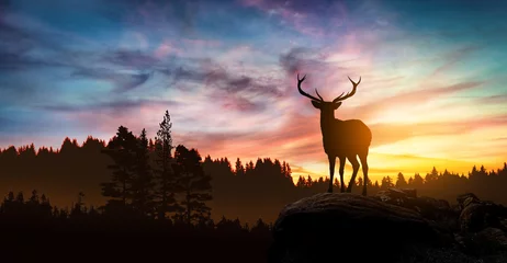 Fotobehang deer at sunset © ginettigino
