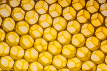 beecombs texture in the detail - a macro photo
