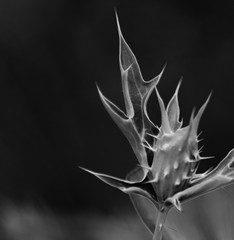 Thistle and nettle in the light.