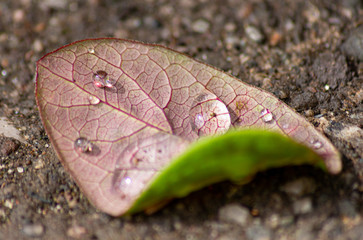 After the rain a sunlight leaf.