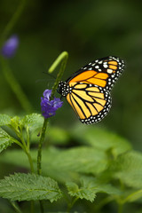 Fototapeta na wymiar The Monarch butterfly (Danaus plexippus).