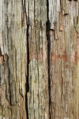 Old wooden texture