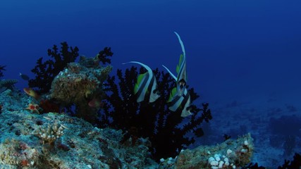 closeup of a Schooling bannerfish, Heniochus diphreutes, Maldives, Indian Ocean, slow motion
