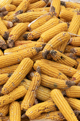 Autumn harvest of corn, close up of  whole dry sweet corn
