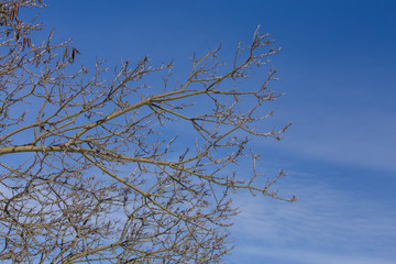 barren tree branch in winter with blue sky