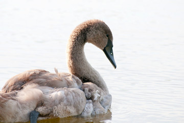 Fototapeta premium white swans with small swans on the lake