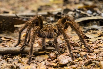 Goliath bird-eating spider, Theraphosa blondi