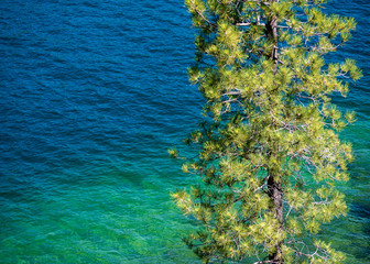 Fototapeta na wymiar Pine overlooking blue green water Lake Tahoe