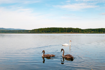 white swans with small swans on the lake