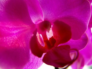 Felwet Fotography Nature Flower Orchid Pink 002