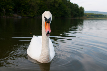 white swans with small swans on the lake