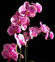 Fototapeta na wymiar Felwet Fotography Nature Flowers Orchid pink 003