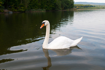 white swans with small swans on the lake