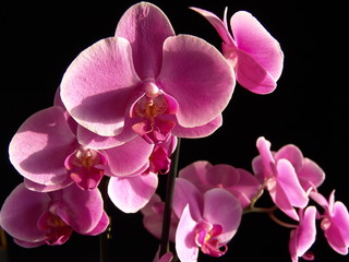 Fototapeta na wymiar Felwet Fotography Nature Flowers Orchid pink 004