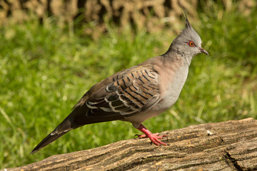 Crested Pigeon (Ocyphaps lophotes) in zoo.