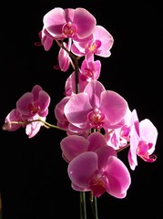 Fototapeta na wymiar Felwet Fotography Nature Flowers Orchid pink 005