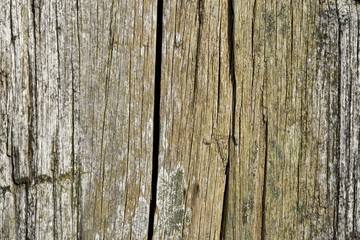 Obraz premium old wood texture background