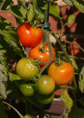 Tomaten