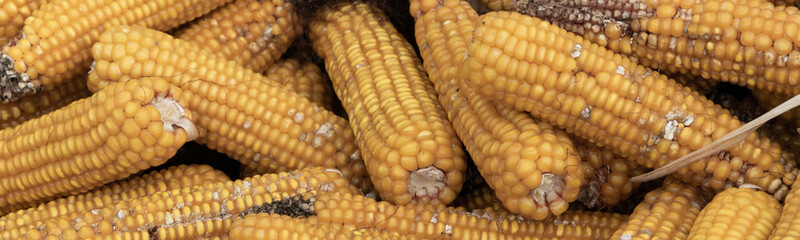 Autumn harvest of corn, close up of  whole dry sweet corn