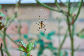 A small European Garden Spider (Araneus diadematus) sitting on its web.