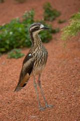 Bush stone-curlew,  bush thick-knee (Burhinus grallarius).