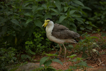 Masked lapwing, masked plover (Vanellus miles).