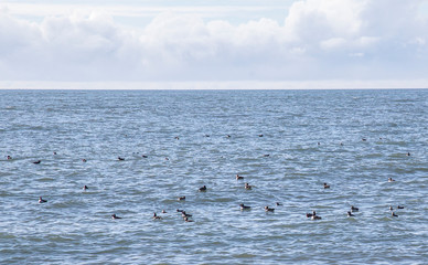 A group of puffins in the water at Reynisdrangar beach, Iceland