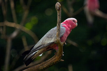 Galah, pink and grey cockatoo (Eolophus roseicapilla).
