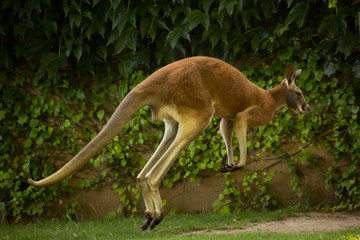 Red Kangaroo (Macropus rufus) in zoo.