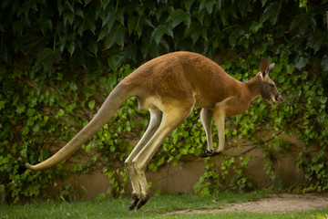 Naklejka na ściany i meble Red Kangaroo (Macropus rufus) in zoo.
