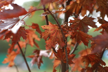 Close-up. Bright colored colorful autumn leaves on a branch on a blurred background. Autumn in the park. Can be used as background.